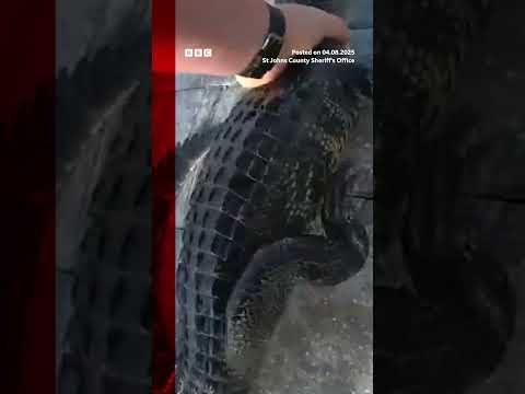 Police officer rescues alligator from pool in Florida. #Alligator #Florida #BBCNews