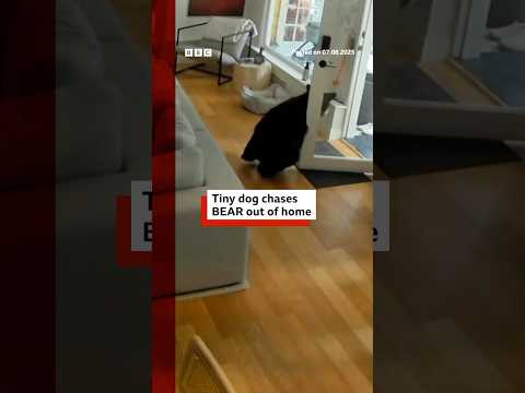 Small dog chases bear from Vancouver home. #Pomeranian #Canada #BBCNews