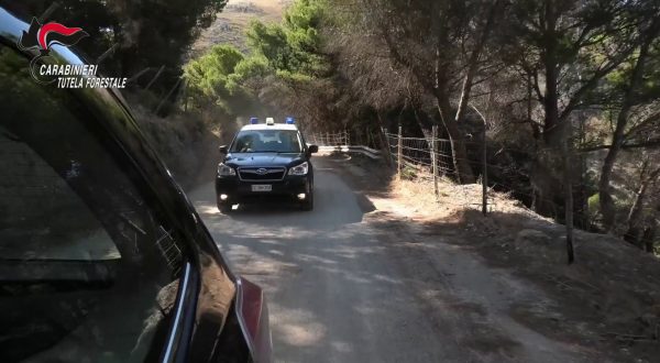 Danno fuoco a cavi di rame in un bosco nel palermitano, due arresti