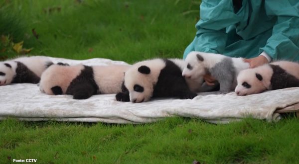 Cina, prima apparizione in pubblico per un gruppo di cuccioli di panda