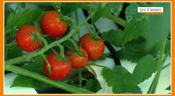 Sorsi di Benessere – Un sugo cremoso senza cottura