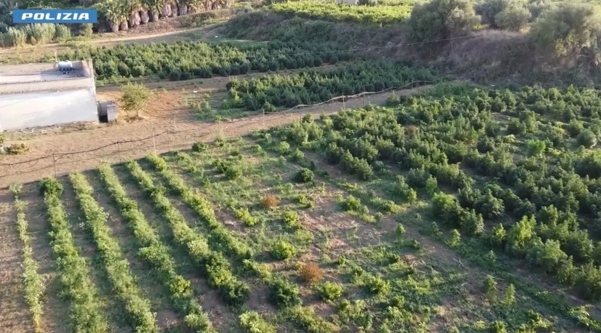 Marijuana coltivata di nascosto tra la canapa light, 4 arresti domiciliari nel Palermitano
