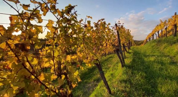 Vendemmia 2025 in anticipo, ma le previsioni sono ottime