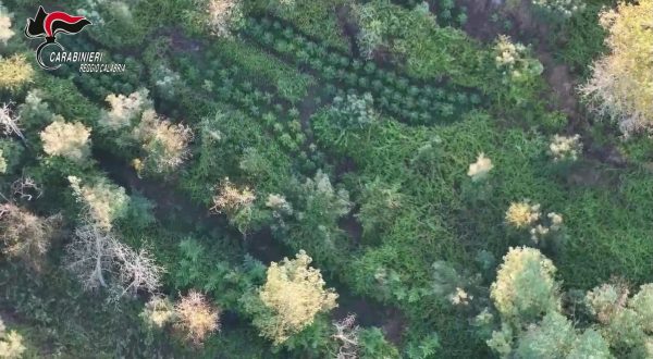Scoperta maxi piantagione di marijuana nell’Aspromonte reggino