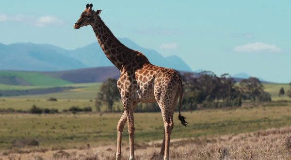 Imprese, a Milano l’Africa Italia Summit