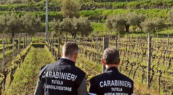 Società tedesca vendeva falso “Zibibbo di Pantelleria”, sequestrati 5 mila litri di vino