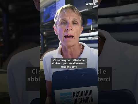 All’Acquario di Genova un rifugio per le tartarughe marine liguri #ansa #news