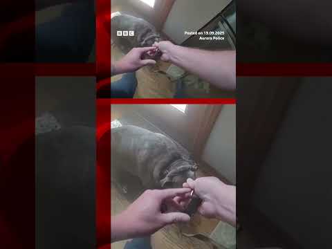 Dog grabs leash before escaping burning house. #Fire #Dog #BBCNews