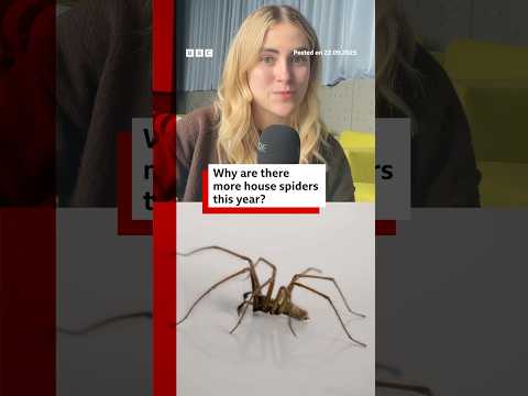 Why are there more spiders in your house this year? #Spiders #BBCNews