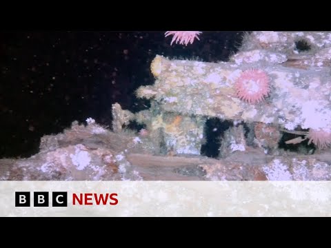 Terra Nova polar shipwreck filmed in detail for first time | BBC News