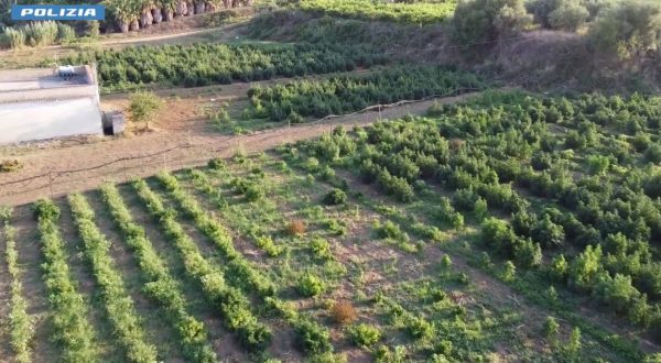 Coltivavano marijuana tra la canapa light, 4 arresti nel Palermitano