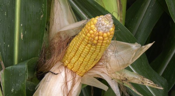 Con Preceon–Smart Corn System il futuro del mais si sviluppa in Italia