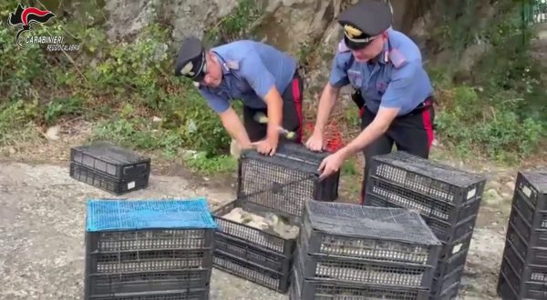 In auto con 2200 uccelli protetti a Villa San Giovanni, denunciato