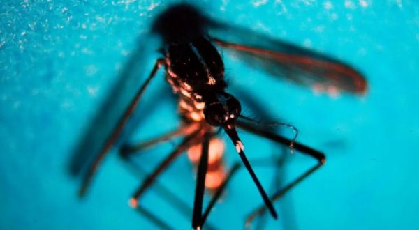 Da inizio anno 718 casi di West Nile in Italia, 49 decessi