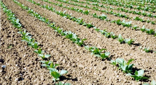 Tabacco, Fit “Anche da OMS rischio duro colpo per il settore”