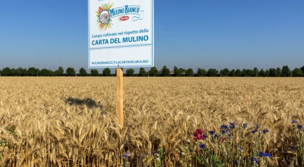 Con “Buongrano” Mulino Bianco porta l’agricoltura rigenerativa a tavola