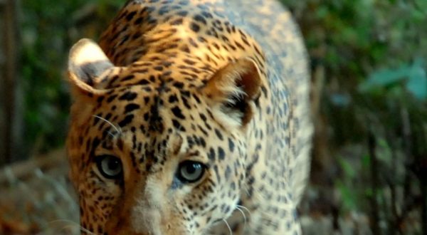 Banca del Fucino entra nella Fondazione Bioparco di Roma