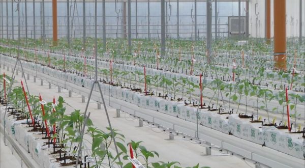 Bayer apre le porte all’innovazione, nuove serre hi-tech a Latina