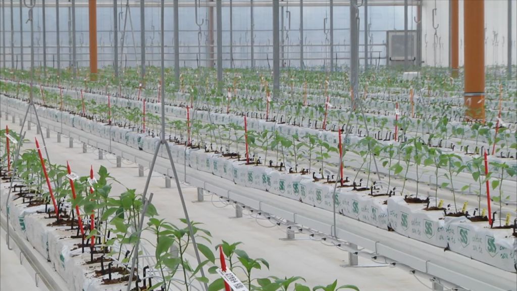 Bayer apre le porte all’innovazione, nuove serre hi-tech a Latina