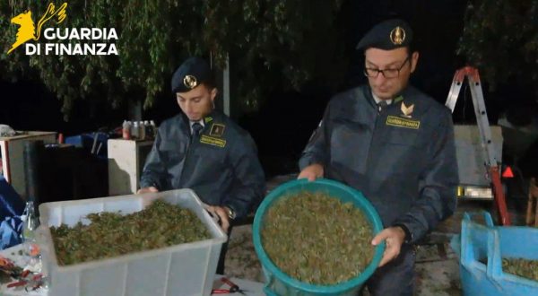 Scoperta “fabbrica della droga” a Napoli, sequestrata una tonnellata di cannabis