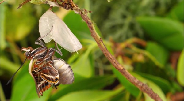 Nasce LIFE PolliNetwork: un’alleanza per salvare api e farfalle