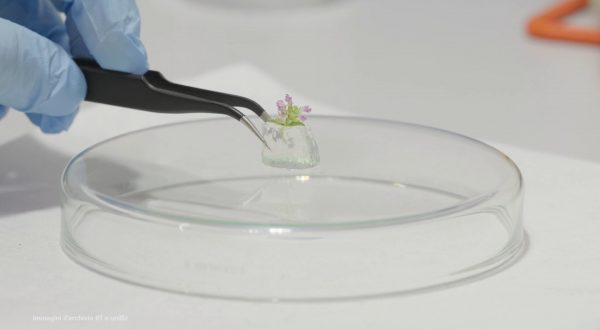 Dalle alghe un aiuto per l’agricoltura sostenibile