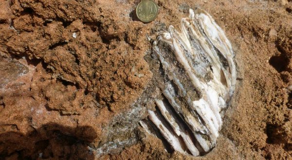 Ritrovati nel Siracusano i resti di un elefante nano vissuto nel Pleistocene