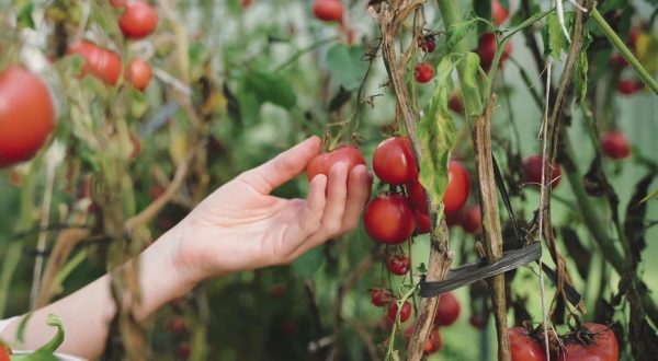 Agroalimentare, cresce il mercato del bio