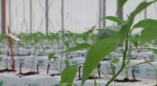 Bayer, a Latina le nuove serre ad alta tecnologia