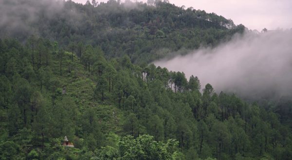 Nasce Registro dei crediti di carbonio, più valore ai boschi italiani