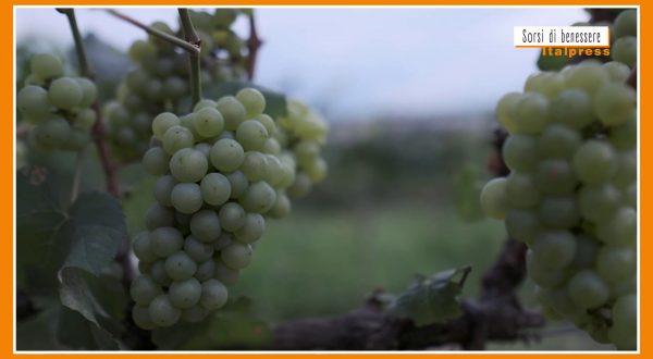 Sorsi di Benessere – Dall’uva un frullato salutare e goloso