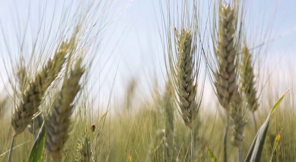 Sostenibilità, Mulino Bianco accelera sull’agricoltura rigenerativa