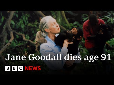 Jane Goodall, chimpanzee expert and animal rights campaigner, dies age 91 | BBC News