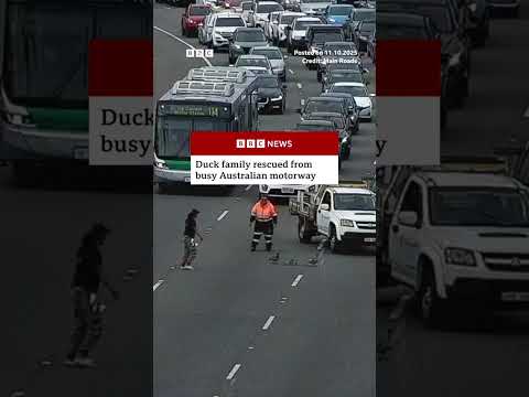 Duck family rescued from busy Australian motorway. #Perth #Australia #BBCNews