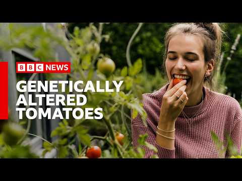 Why are tomatoes being genetically altered for vitamin D? | BBC News