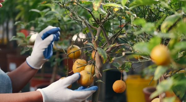 Agroalimentare, l’Italia consolida la crescita