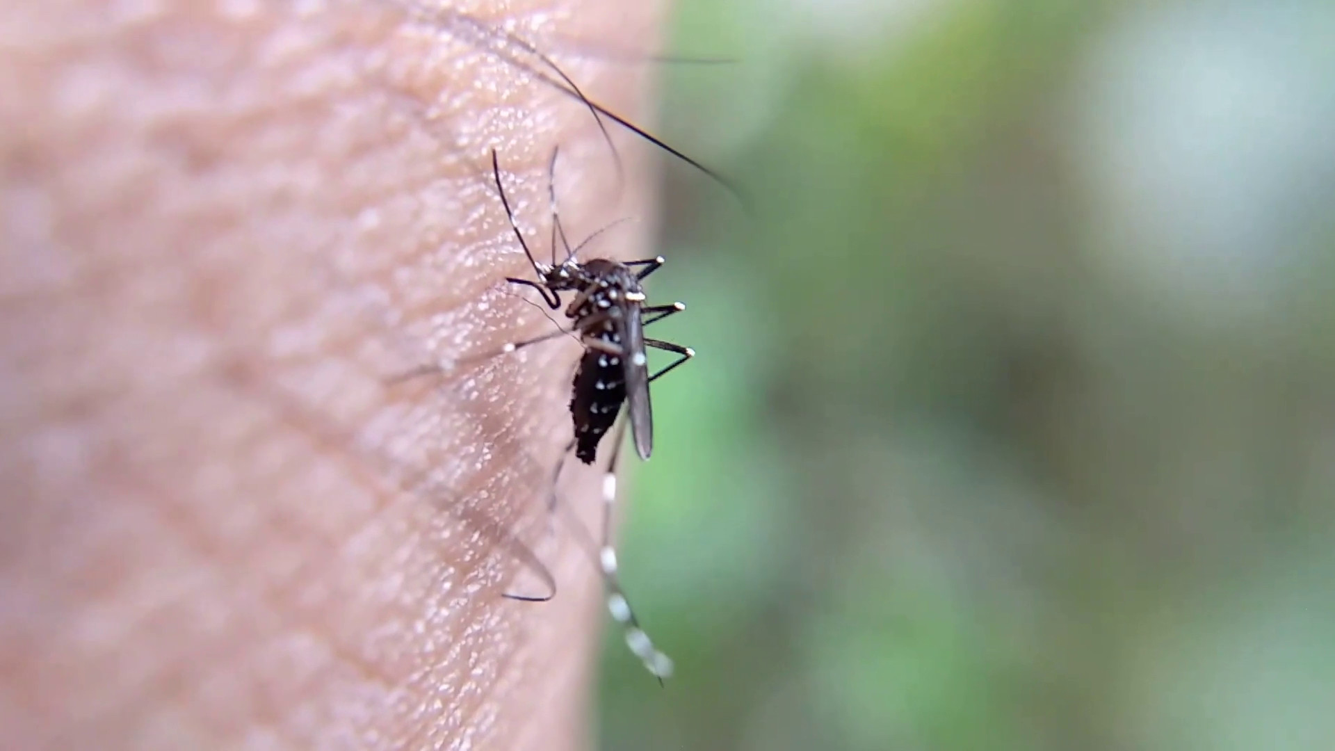 In Italia cresce l’attenzione sulle malattie infettive tropicali