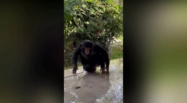 Deteneva illegalmente uno scimpanzé in casa nel Siracusano, denunciato