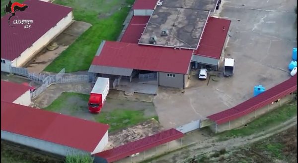 Macellazione clandestina di cavalli, un arresto e 5 denunce nel Crotonese
