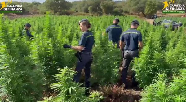 Maxi piantagione di marijuana scoperta nel Sassarese dalla Guardia di Finanza