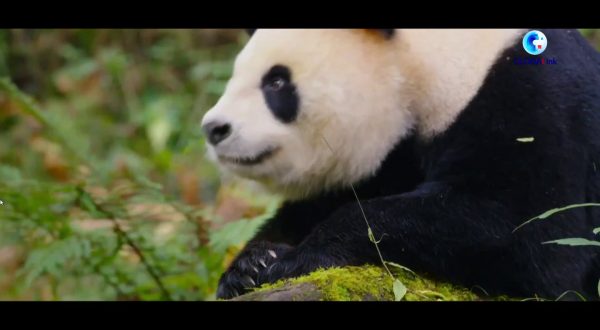 Cina, il parco nazionale del Panda Gigante santuario della biodiversità