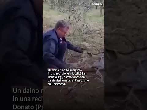 Daino impigliato in una recinzione, liberato da Forestale e Wild Umbria #ansa #news