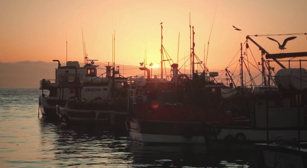 Trasporto marittimo, dalle ONG appello per accelerare la transizione verde