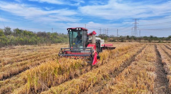 Cina, produzione cerealicola supera 714 mln di tonnellate nel 2025