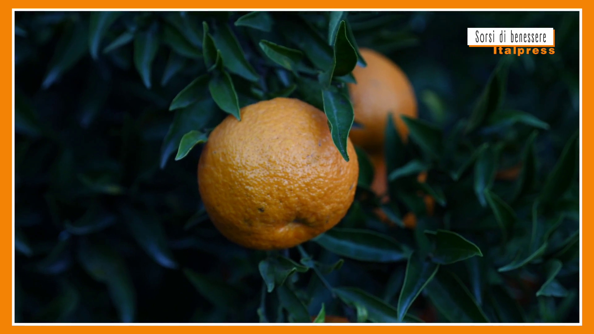 Sorsi di Benessere - Un pesto di agrumi facile da preparare