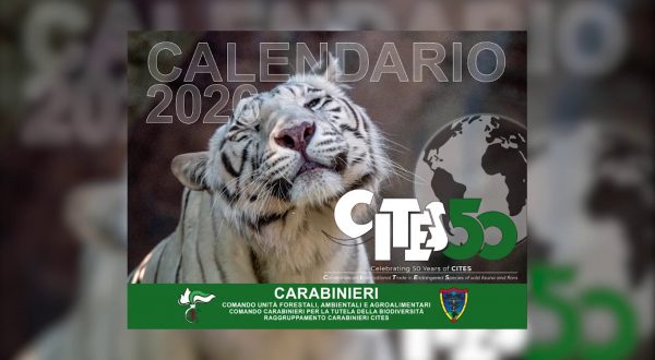 Carabinieri CITES, 50 anni di tutela della biodiversità globale