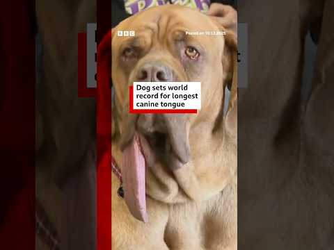 This dog has the world’s longest tongue. #WorldRecord #Dog #BBCNews