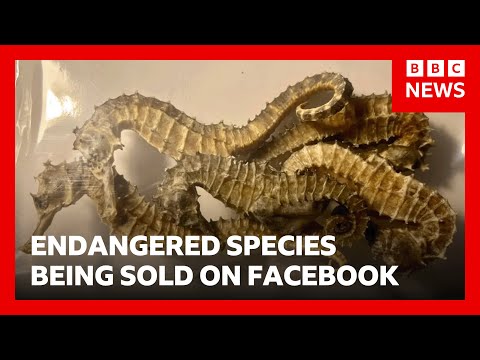 Tiger teeth, dried seahorses and shark fins sold illegally on Facebook, BBC finds | BBC News