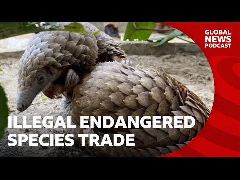 Why are endangered species being sold on Facebook? | Global News Podcast