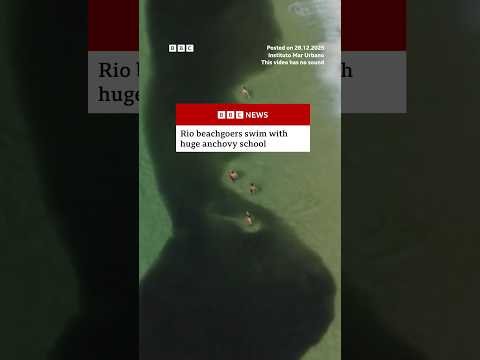 Beachgoers in Rio de Janeiro swim with huge anchovy school. #Rio #Brazil #BBCNews